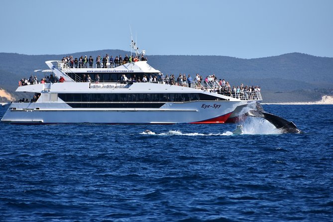 Brisbane Whale Watching Cruise from Redcliffe or Sunshine Coast - Moreton Bay Whale Watching: What You’re Actually Looking For