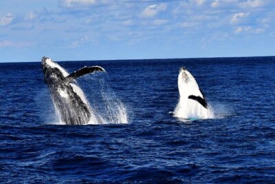 Brisbane Whale Watching Cruise from Redcliffe or Sunshine Coast - How the 5-Hour Flow Works From Redcliffe (and Beyond)