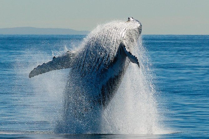 Brisbane Whale Watching Cruise from Redcliffe or Sunshine Coast - Lunch on the Water: Gourmet Picnic Lunchbox Reality Check