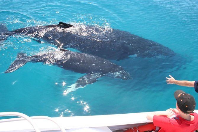 Brisbane Whale Watching Cruise from Redcliffe or Sunshine Coast - Deck vs Cabin: Choose Your Comfort, Then Upgrade Your Views