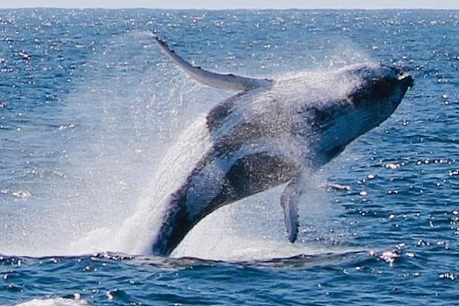 Brisbane Whale Watching Cruise from Redcliffe or Sunshine Coast - What the Reviews Emphasize (and What It Means for Your Day)