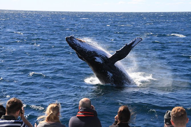 Brisbane Whale Watching Cruise from Redcliffe or Sunshine Coast - Price and Value: Why This One Adds Up