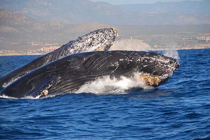 Cabo San Lucas Humpback Whale Watching Tour - On the Water: What a Double-Deck Catamaran Does to Your Day