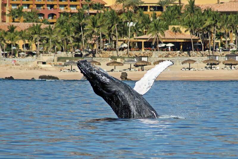 Cabo San Lucas: Whale Watching Experience on Catamaran - What really makes this trip worth your time
