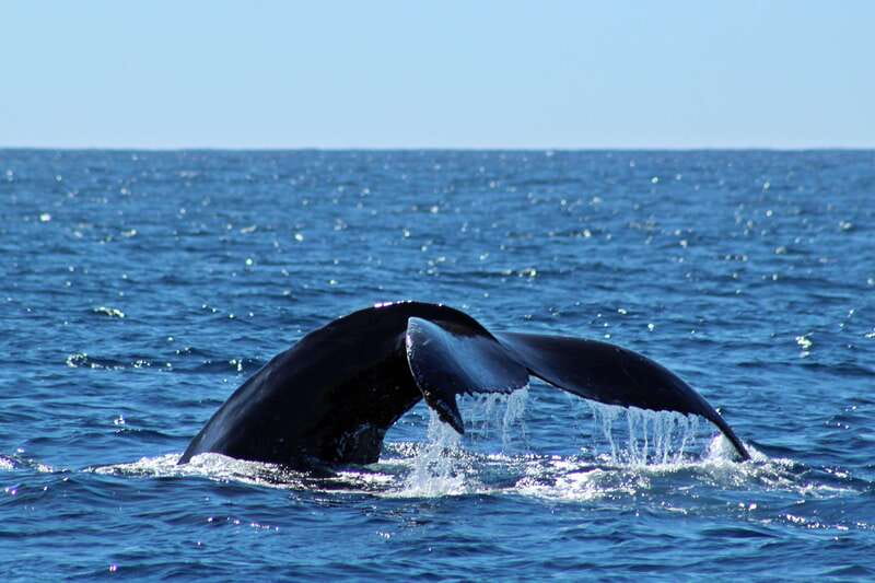 Cabo San Lucas: Whale Watching Experience on Catamaran - Key highlights you should care about