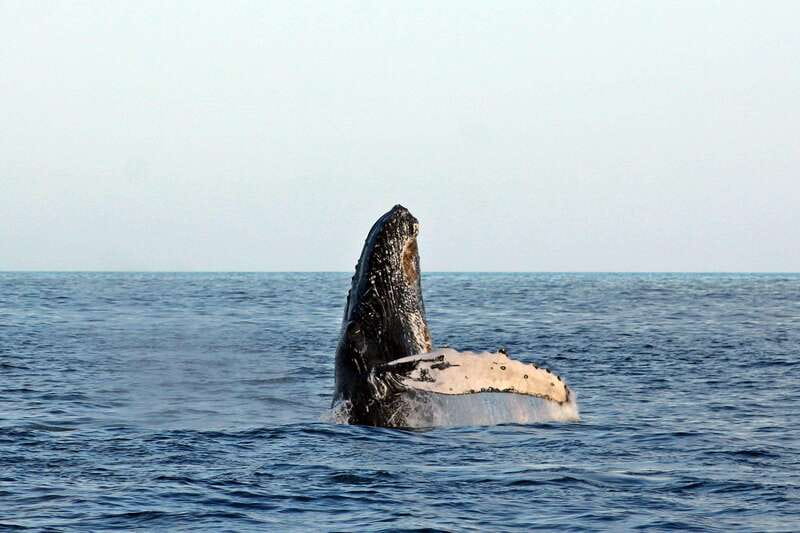 Cabo San Lucas: Whale Watching Experience on Catamaran - Entering the migration zone: sailing out to the Pacific