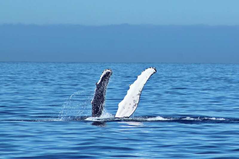 Cabo San Lucas: Whale Watching Experience on Catamaran - Pickup timing: punctuality is usually great, and you should still verify