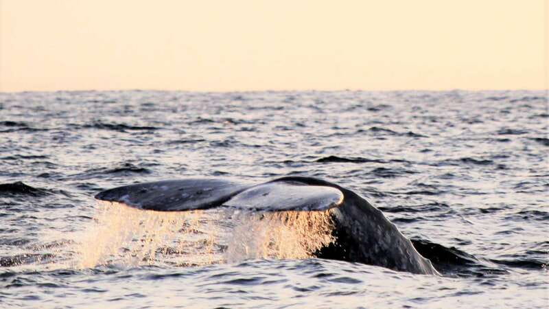 Cabo San Lucas: Whale Watching Experience on Catamaran - Who this tour fits best (and who might want a different plan)