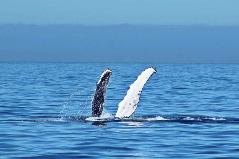 Cabo San Lucas: Whale Watching Experience on Catamaran - Price and what you actually get for $101