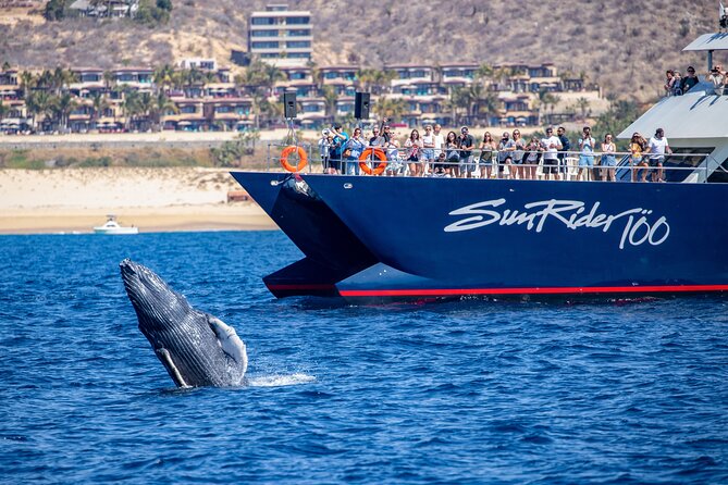 Cabo San Lucas Whale Watching Lunch Cruise - Lunch onboard: Mexican buffet that’s actually filling