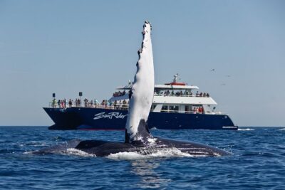 Cabo San Lucas Whale Watching Lunch Cruise - El Arco photo stop: quick, classic, and not a time sink