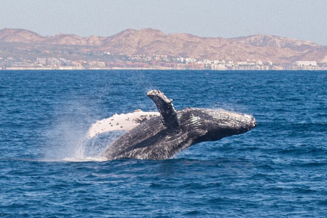 Cabo San Lucas Whale Watching Lunch Cruise - Drinks and open bar: fun for adults, not a party free-for-all