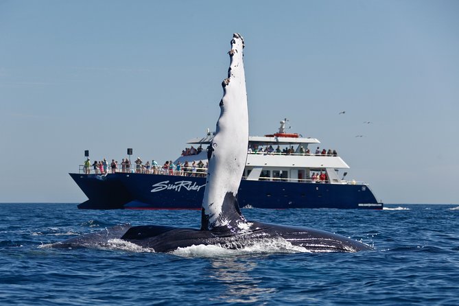 Cabo San Lucas Whale Watching Lunch Cruise - El Arco photo stop: quick, classic, and not a time sink