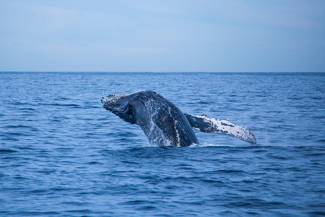 Cabo Whale Watch Three-Level Vessel and Majestic Arch - Cruising where the desert meets the sea