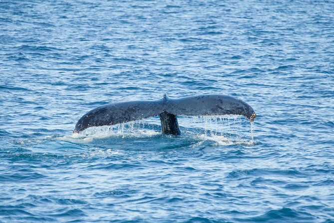 Cabo Whale Watch Three-Level Vessel and Majestic Arch - Onboard vibe: breakfast, open bar, and DJ music
