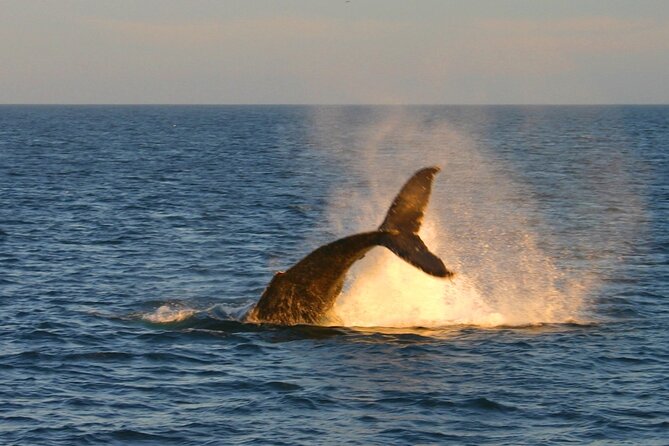 Cabo Whale Watch Three-Level Vessel and Majestic Arch - Price and what’s actually included (plus the small dock fee)