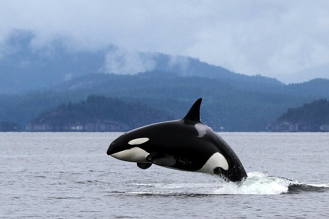 Campbell River, BC: 4 Hour Wildlife Tour Featuring Whale Watching - Weather suits, comfort, and the Zodiac reality check