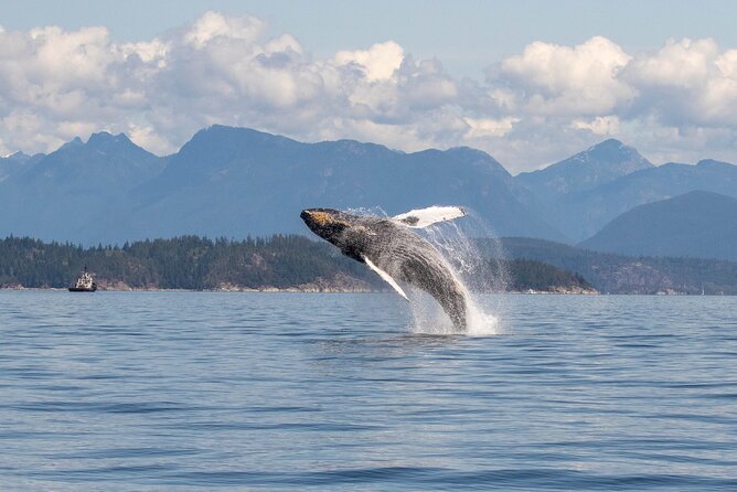 Campbell River, BC: 4 Hour Wildlife Tour Featuring Whale Watching - A closer look at value: is $191.40 worth it?