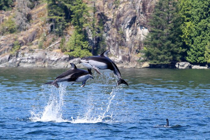 Campbell River, BC: 4 Hour Wildlife Tour Featuring Whale Watching - Who this tour suits best (and who should think twice)