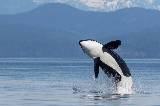 Campbell River, BC: 4 Hour Wildlife Tour Featuring Whale Watching - How the 4-hour Zodiac outing actually runs