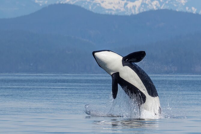 Campbell River, BC: 6 Hour Whale Watching Tour w/ Lunch Included - Quick take: what makes this Campbell River tour work