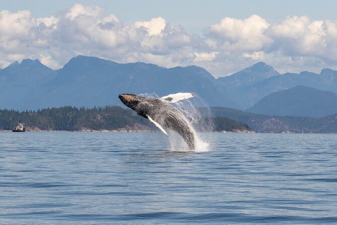 Campbell River, BC: 6 Hour Whale Watching Tour w/ Lunch Included - The 6-hour whale run: what happens after you meet