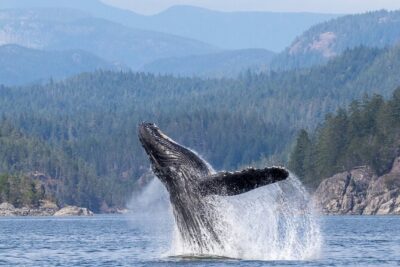 Campbell River, BC: 6 Hour Whale Watching Tour w/ Lunch Included - Boat choice: open RIB speed vs covered comfort