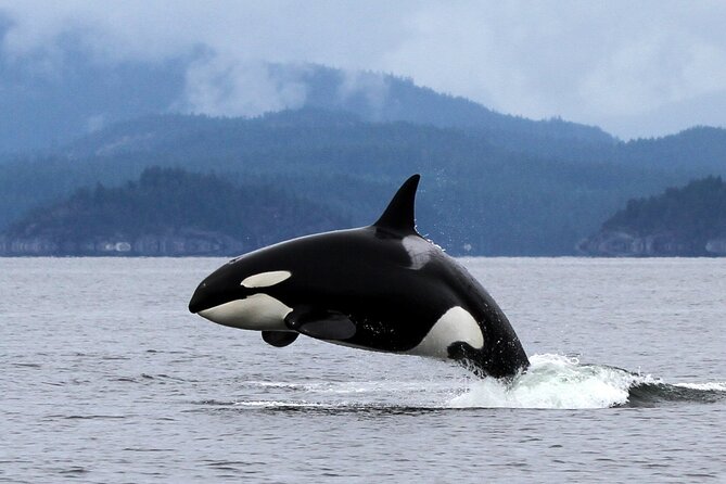 Campbell River, BC: 6 Hour Whale Watching Tour w/ Lunch Included - Orcas, humpbacks, and the long look that makes it worth 6 hours