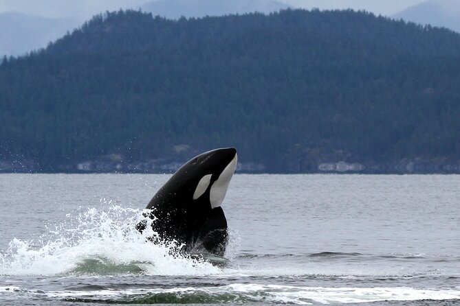 Campbell River, BC: 6 Hour Whale Watching Tour w/ Lunch Included - Lunch on the water: fuel that doesn’t steal your best light