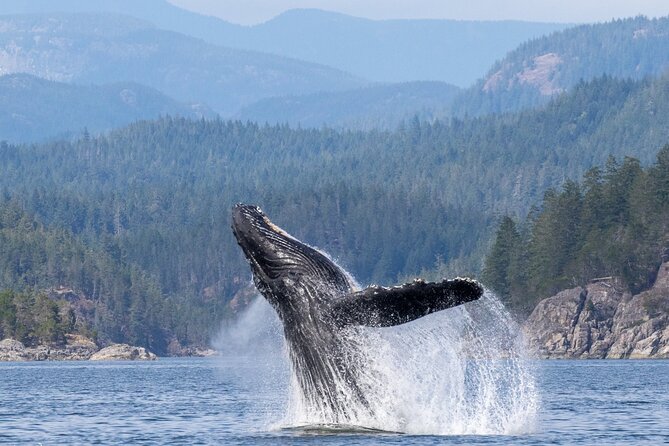 Campbell River, BC: 6 Hour Whale Watching Tour w/ Lunch Included - Boat choice: open RIB speed vs covered comfort