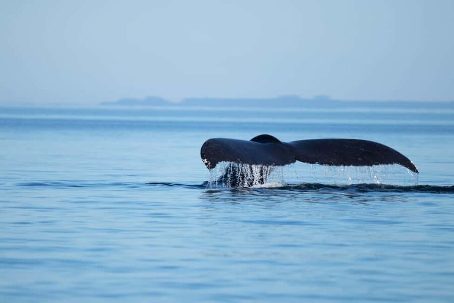 Campbell River: Whales and Wildlife Boat Tour with Snacks - Key things to know before you go