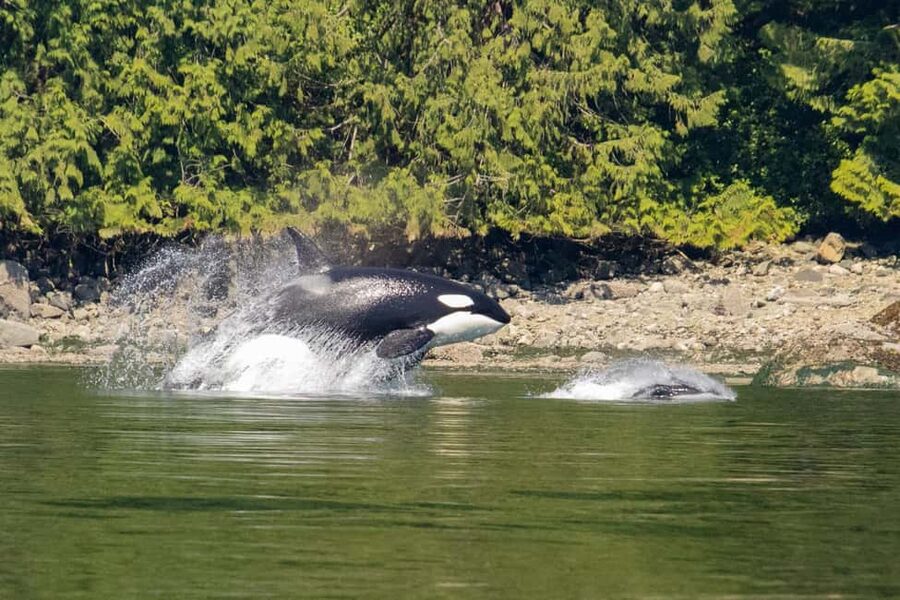 Campbell River: Whales and Wildlife Boat Tour with Snacks - Discovery Harbour Marina: how this tour day actually starts