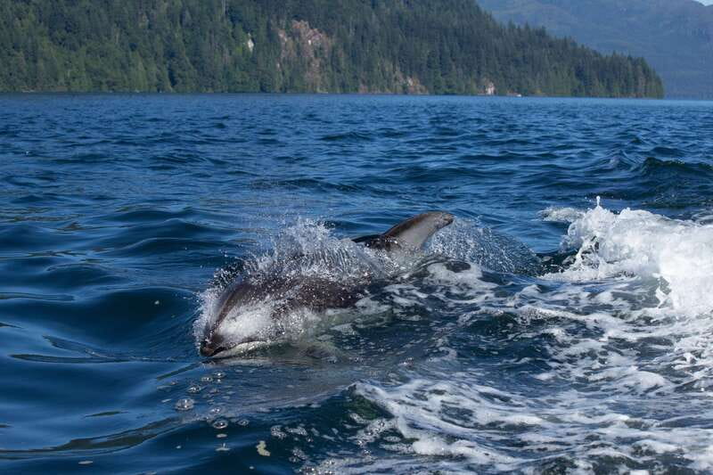 Campbell River: Whales and Wildlife Boat Tour with Snacks - What the 4-hour itinerary feels like (and where the good moments happen)