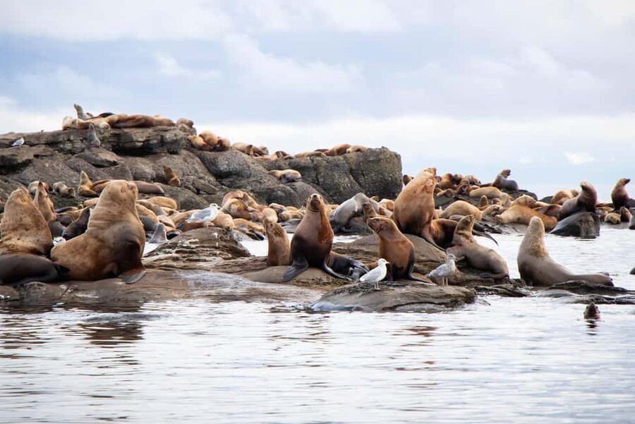 Campbell River: Whales and Wildlife Boat Tour with Snacks - Comfort, snacks, and the small details that make the cruise better