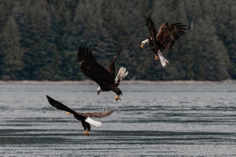 Campbell River: Whales and Wildlife Boat Tour with Snacks - Price and value: is $160 fair for a 4-hour wildlife cruise?
