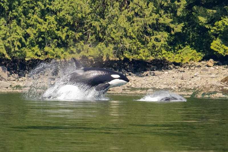 Campbell River: Whales and Wildlife Boat Tour with Snacks - Weather reality: what to bring so you’re not miserable