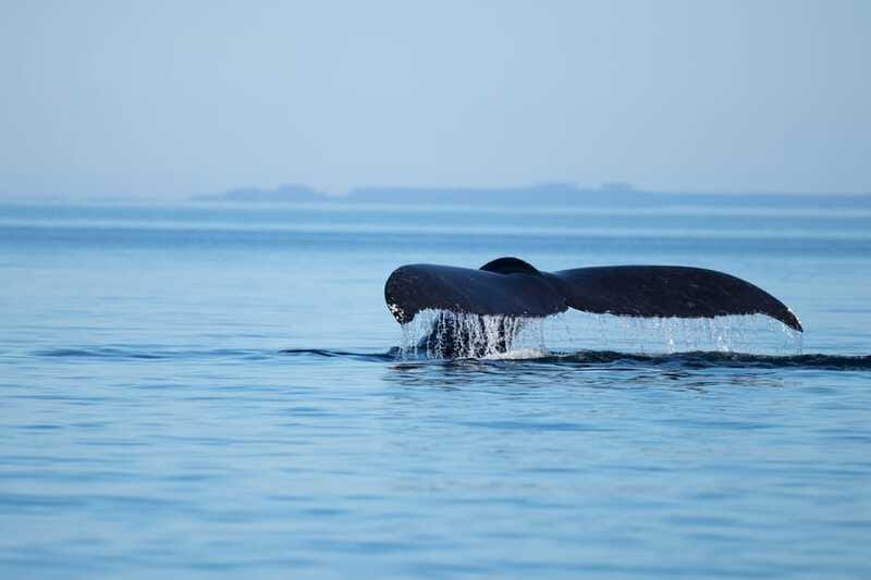Campbell River: Whales and Wildlife Boat Tour with Snacks - Who this tour is best for