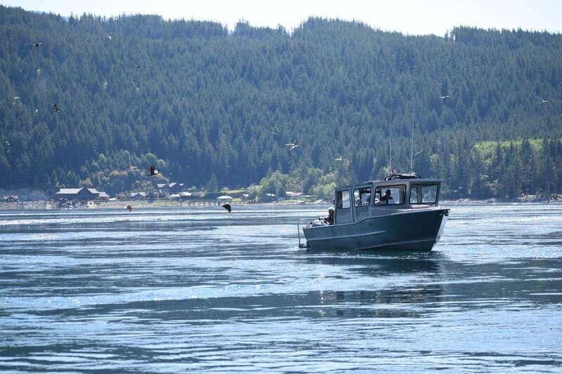 Campbell River: Whales and Wildlife Boat Tour with Snacks - Small-group feel and how the guide helps you see more