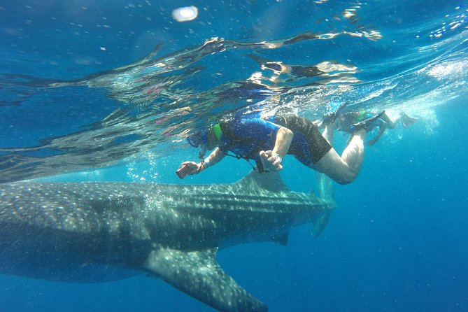 Cancun Whale Shark Encounter - Key takeaways before you book