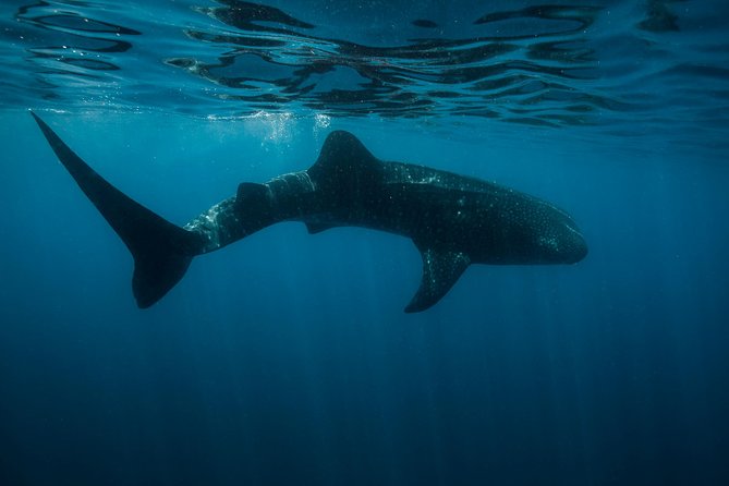 Cancun Whale Shark Encounter - Punta Sam logistics: easy pickup, clear meeting point