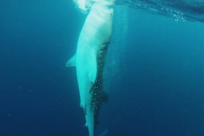 Cancun Whale Shark Encounter - Isla Mujeres after whale sharks: Playa Norte snorkeling and ceviche