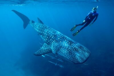 Cancun Whale Shark Encounter - Timing and sea reality: a 4–5 hour day with short in-water sessions