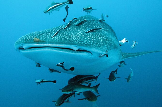 Cancun Whale Shark Encounter - Whale shark rules you should expect to follow