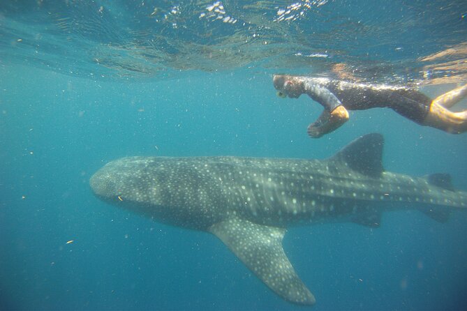 Cancun Whale Shark Encounter - Price and value: $210 plus the $20 you’ll want to plan for