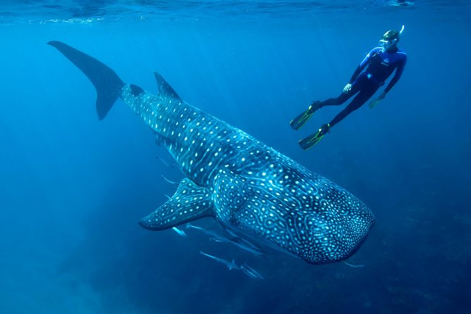 Cancun Whale Shark Encounter - Timing and sea reality: a 4–5 hour day with short in-water sessions