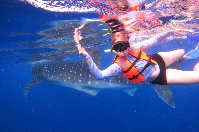 Cancun Whale Shark Experience with Snorkel & Transportation - Whale sharks near Isla Contoy: what makes this Cancun tour special