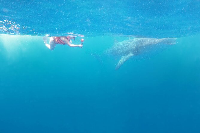 Cancun Whale Shark Experience with Snorkel & Transportation - Two water sessions with whale sharks: what to expect and how to stay safe