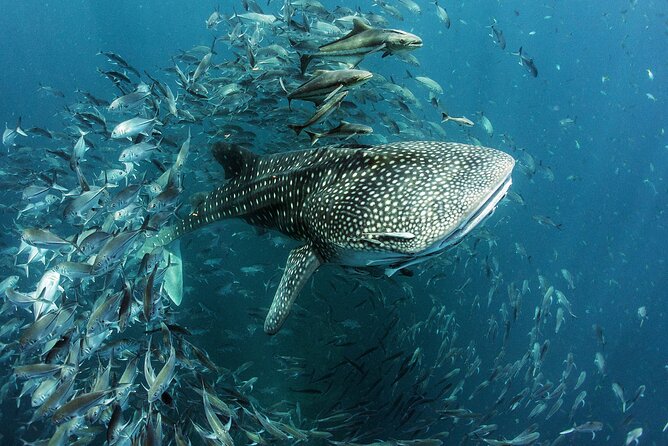 Cancun Whale Shark Experience with Snorkel & Transportation - Food and drinks: how the included meals support your day on the water