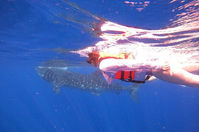 Cancun Whale Shark Experience with Snorkel & Transportation - Price and value: what $210 really covers (and what doesn’t)