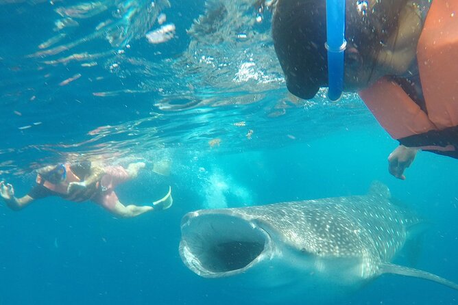 Cancun Whale Shark Experience with Snorkel & Transportation - Speedboat + breakfast: how the day starts before you ever see whale sharks